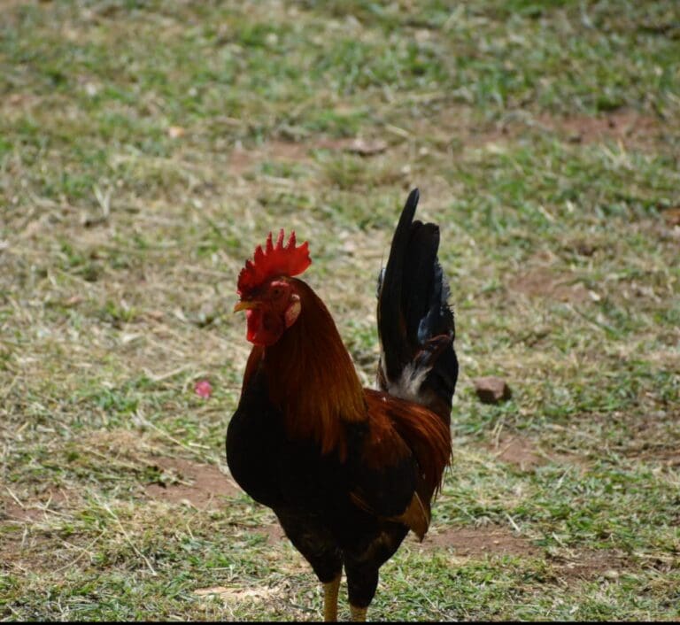 U.S. Attorney Delia L. Smith Warns of Legal Consequences for Cockfighting in USVI