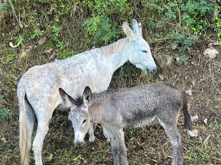 Petition To Repatriate STJ Donkeys Receives More Than 1,700 Signatures