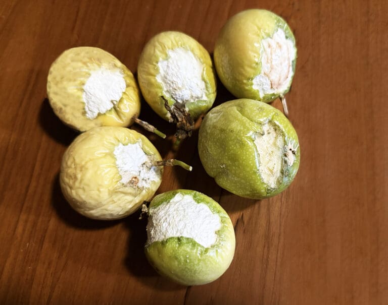 Who Was Nibbling on Our Passion Fruit?