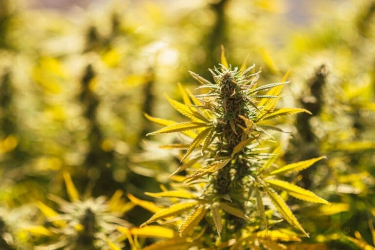 Cannabis Board Discusses Administrative Updates, Enforcement and Licensing
