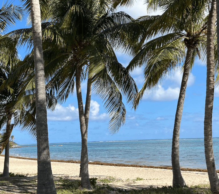 Record Sargassum Levels Reported in April; More Growth Expected in May