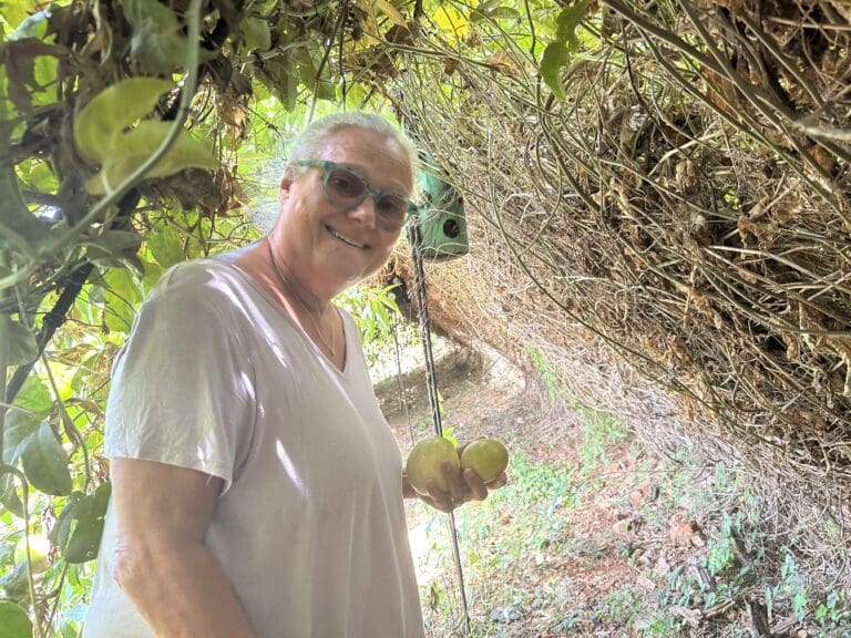 Gemma Wenner gathers passionfruit under a natural arbor in the garden. (Source photo by Siân Cobb)