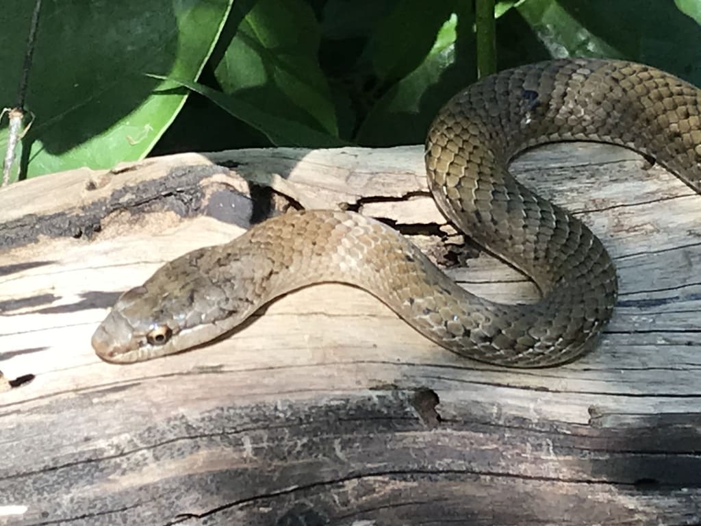The Puerto Rican racer ( Borikenophis portoricensis or Alsophis portoricensis) is another native species snake and endemic to Puerto Rico and the U.S. and British Virgin Islands. (Photo courtesy Wikipedia)