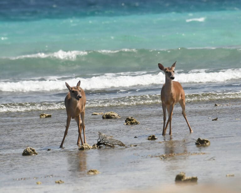 DPNR Seeks Your Review of the Wildlife Action Plan