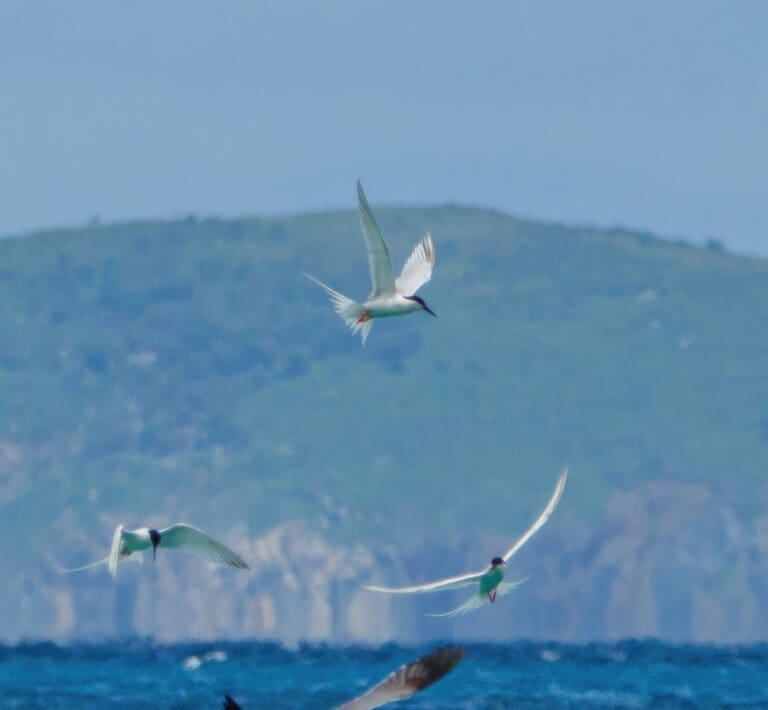 Protecting the Skies: DPNR Highlights Federal and Local Bird Safeguards