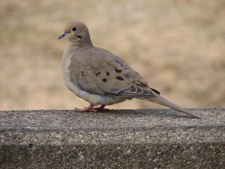 Zenaida doves are very common in the Virgin Islands. In April 1857, Alfred Newton stated in his notebook that a Black woman was walking on a mountain dirt road north of Estate Castle Burke where she spotted a Zenaida dove ( Zenaida amabilis). (Photo courtesy Wikipedia)