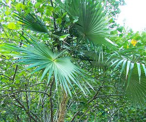 Tyre Palm ( Coccothrinax alta) is native to the Virgin Islands. The palm is more abundant on the islands of St. Thomas and St. John and extremely rare on Croix. Traditionally, this native palm was used for making hats, baskets, fish traps and brooms, just to mention a few items. (Photo by Dan Clark/Virgin Islands National Park)