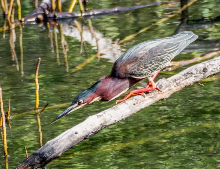 Green Heron Observations