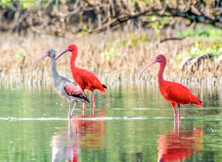 A Scarlet Ibis Family in the Fish Bay Pond on St. John!