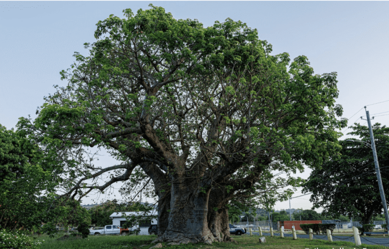 Grove Place Baobab (image courtesy of Black Heritage Tree Project/Jhanielle A. Brown)