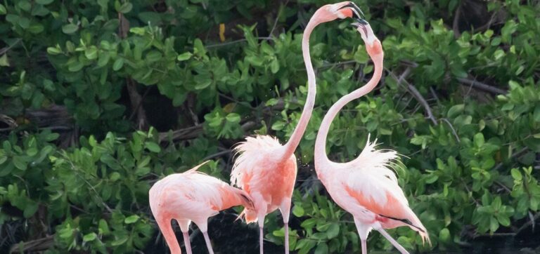 Partying with Flamingos