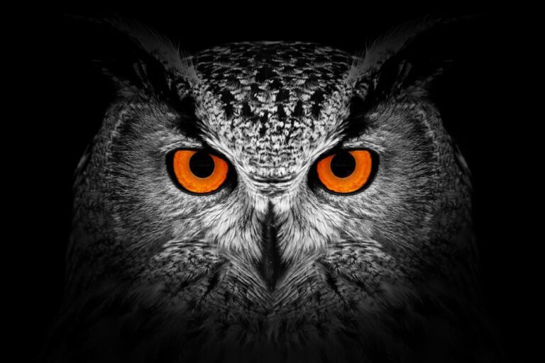 An owl is often a symbol of wisdom. (Shutterstock image)