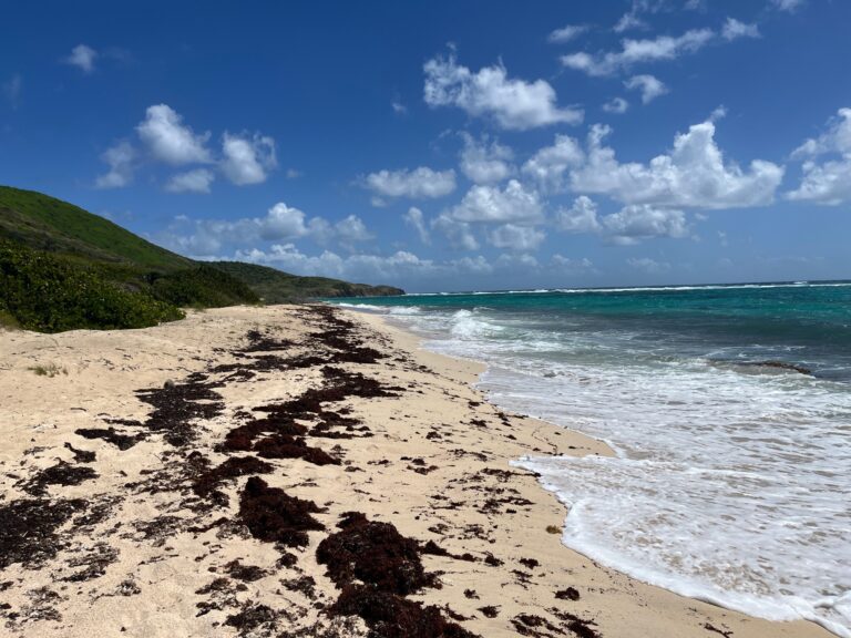 Sargassum Update: USF Reports Elevated February Seaweed Levels With More Growth Ahead