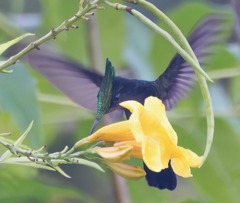A male Antillean Crested Hummingbird pierces the base of a Ginger Thomas flower. (Photo Gail Karlsson)