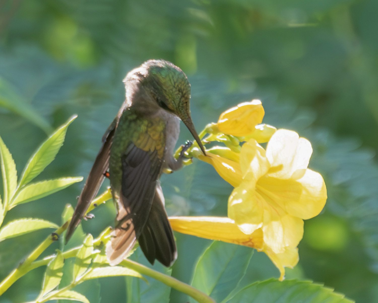 Female Antillean Crested Hummingbirds are lighter in color and lack the crest. (Photo Gail Karlsson)