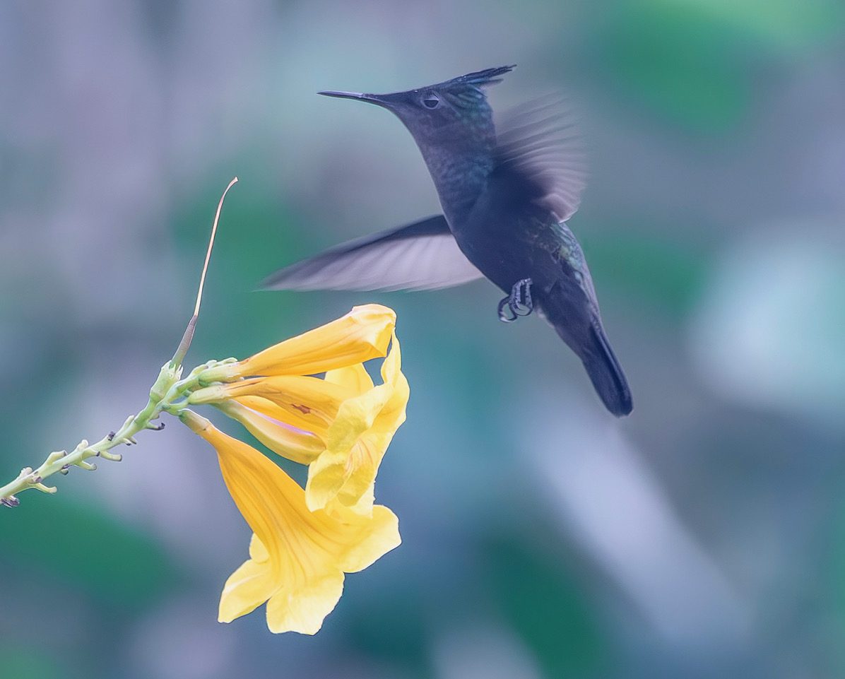 Antillean Crested Hummingbirds hover with up to 80 wing beats per second. (Photo Gail Karlsson)