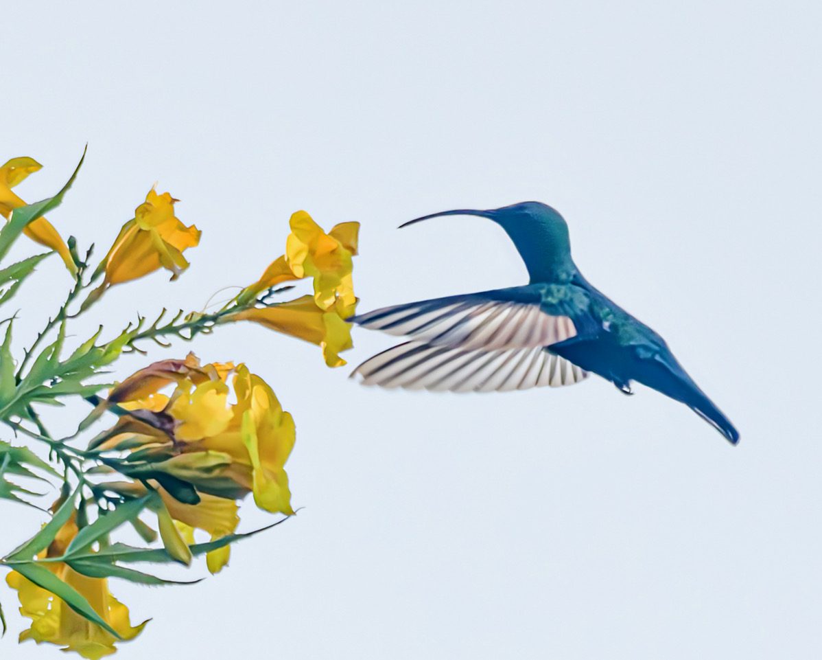 A Green-throated Carib hummingbird approaches a Ginger Thomas flower from the front, not the back. (Photo Gail Karlsson)
