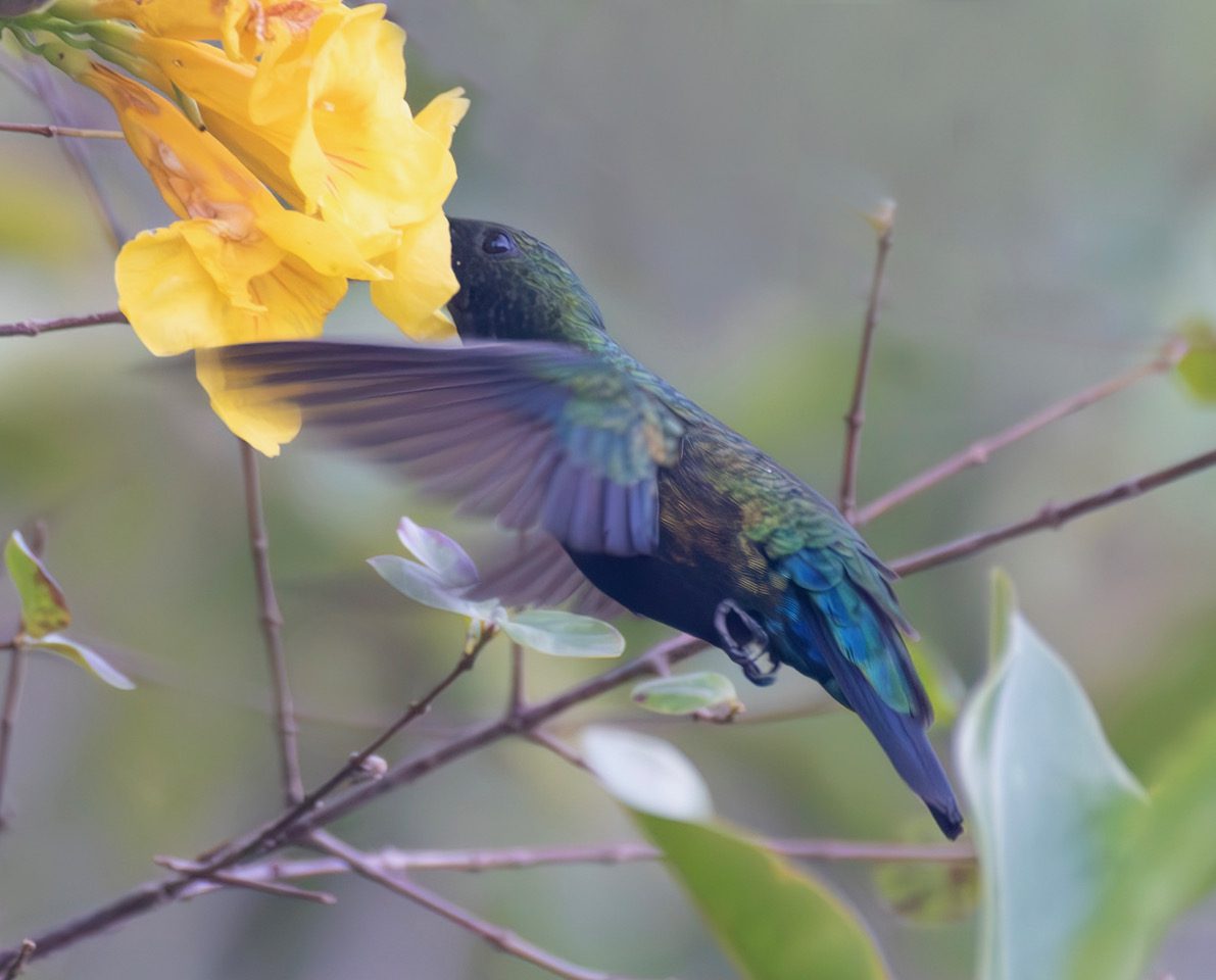 A Green-throated Carib hummingbird hovers in place while it drinks nectar. (Photo Gail Karlsson)