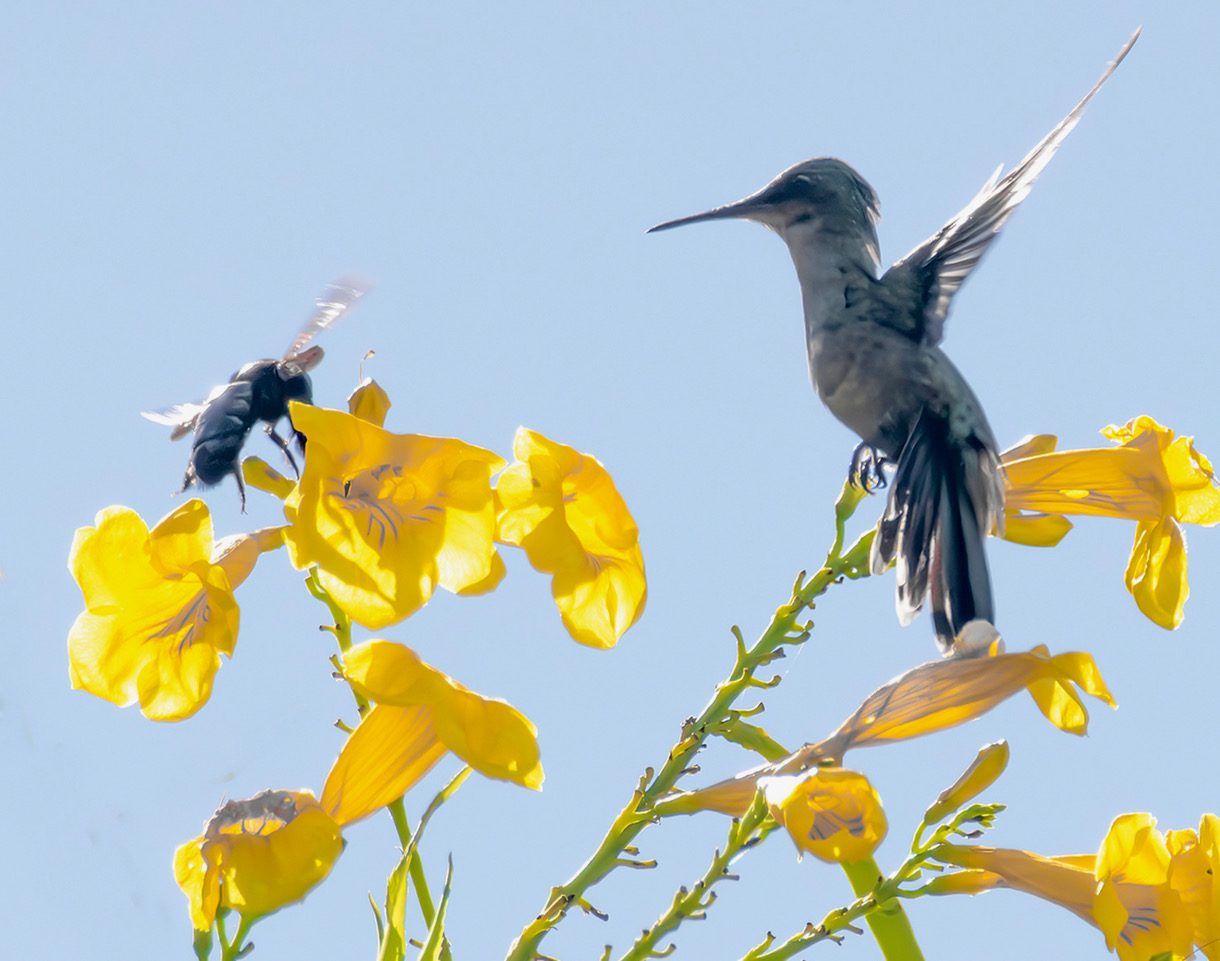 A Carpenter Bee follows the lead of an Antillean Crested Hummingbird. (Photo Gail Karlsson)