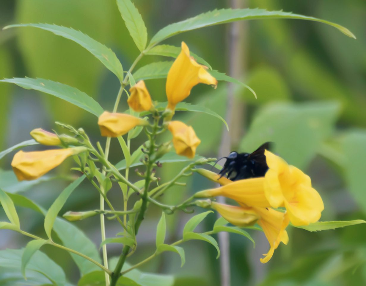 Carpenter Bees collect nectar and pollen to put in nest holes for their larvae to eat. (Photo Gail Karlsson)