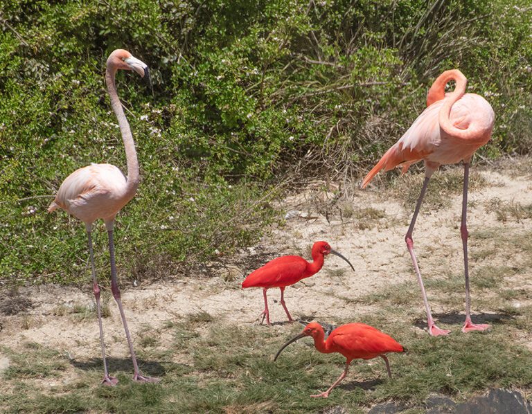 Necker Island Highlights: Flamingo Feet, Hybrid Ibises and a Seductive Lemur
