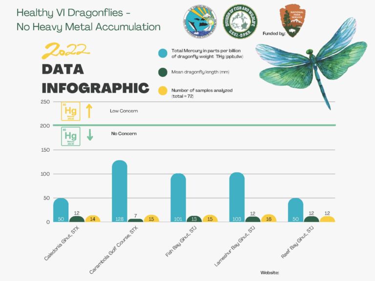 The Department of Planning and Natural Resources released the results of a dragonfly study Wednesday that showed the territory is at low risk from mercury contamination of its fresh waterways. (Image courtesy DPNR)