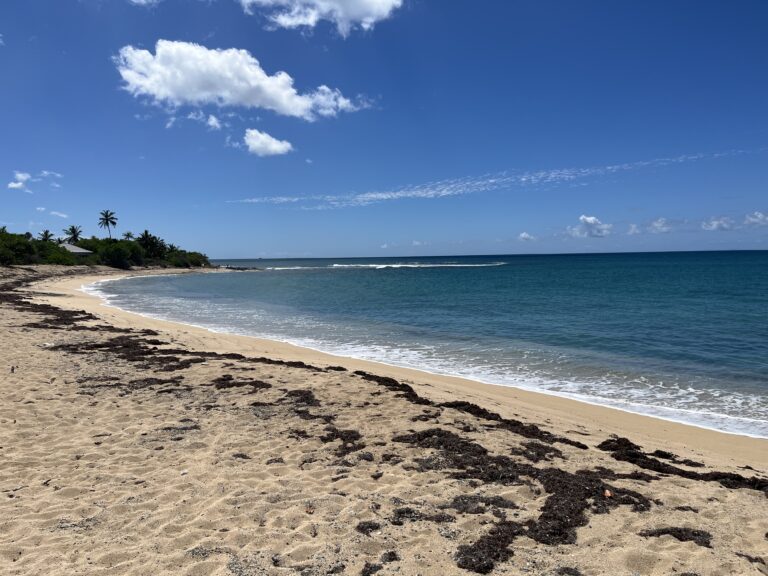 Sargassum Continues to Grow Across the Atlantic, Caribbean and Gulf Regions