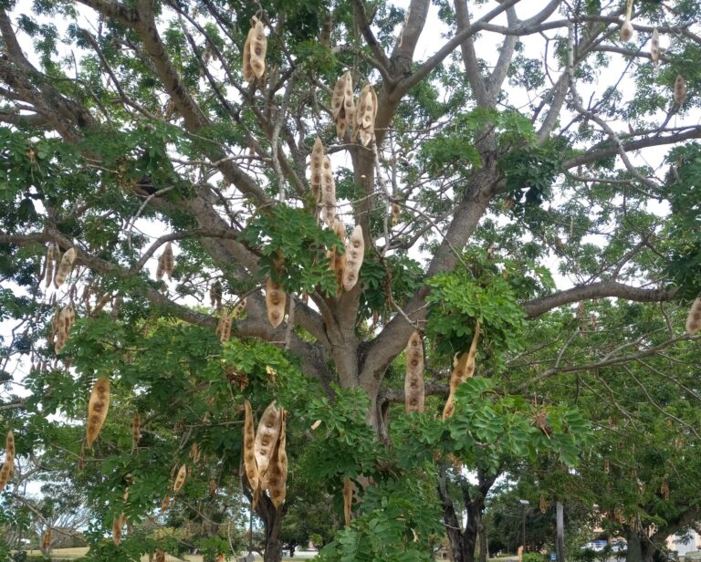 In the dry season, the Tibet (Albizia lebbek) hs not a leaf on her, just the bright, crisp yellow seed pods rattling in the wind on a dry thirsty land. The dry pods appear in March and into April where trees begin to flower, waiting for the spring rain to come. The Tibet tree is also known locally as Women's Tongues. (Photo by Olasee Davis)