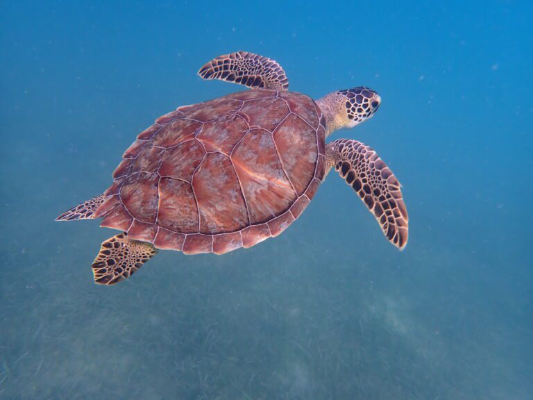 STJ Sea Turtle Program Holds Training Session for Volunteers on Saturday
