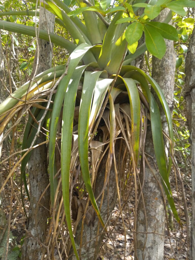 This is what is known as an air-plant(Tillandsia utriculata) found growing in the Maroon Sanctuary Park. Most trees within the park don't have flower plants growing as epiphytes(air-plant) on their branches. In the virgin forest (northwest) of Maroon Park's rugged ridge, there are more flower plants on trees, which indicates that one time there were more epiphytes on tree branches hanging from the forest canopies. (Photo by Olasee Davis)