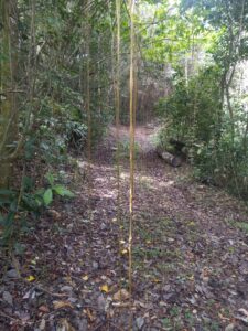 This old Danish dirt road (slave road) in the northwest of Maroon Sanctuary Park features Cissus sicyoides hanging from trees as you head to the summit of Bodkins Mill, the highest mill on St. Croix, almost 1,000 feet above sea level. (Photo by Olasee Davis)